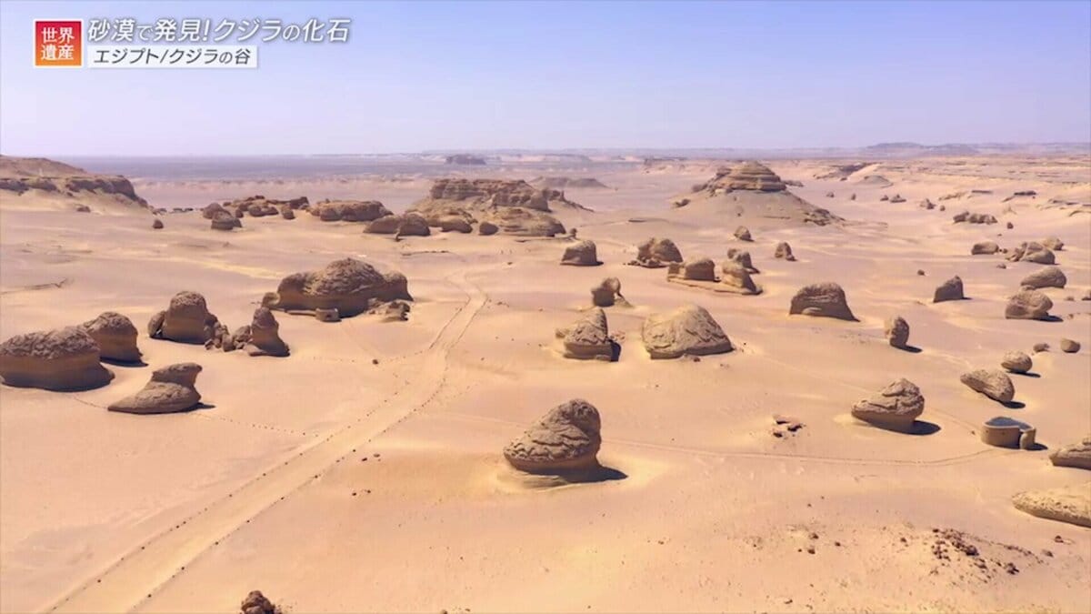 なぜ砂漠にクジラの化石が？生命の進化を物語るアフリカの世界遺産