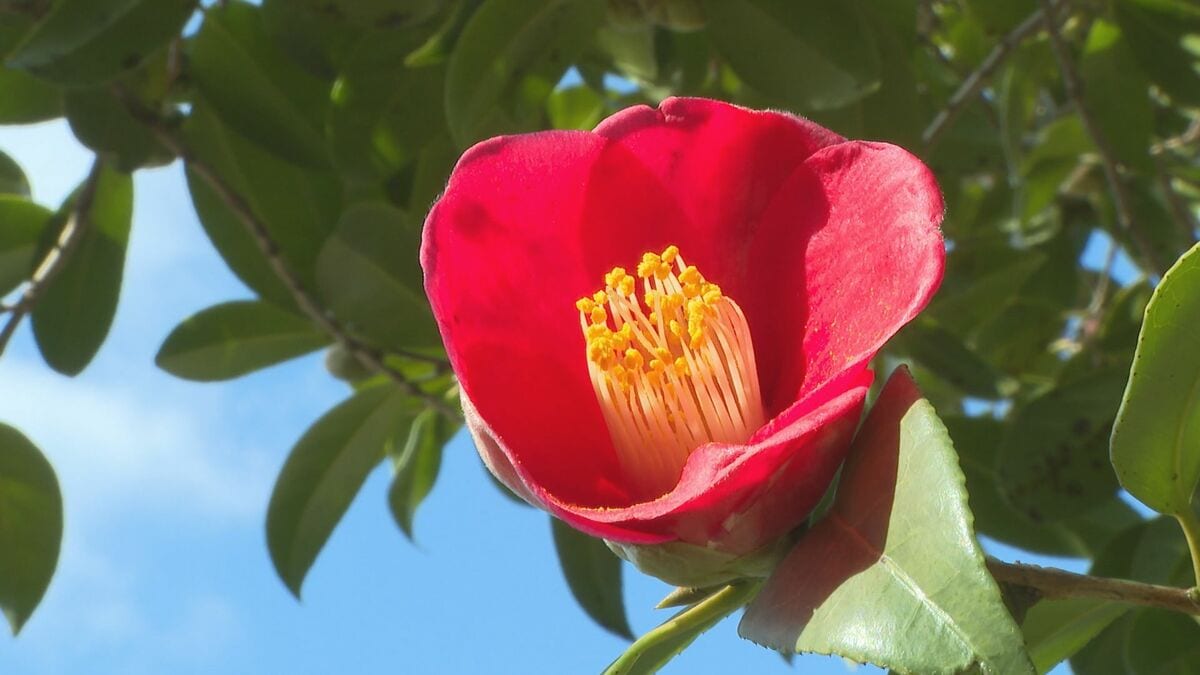猛暑の影響で過去4番目に遅い開花 ヤブツバキが咲き始める 21日から”椿