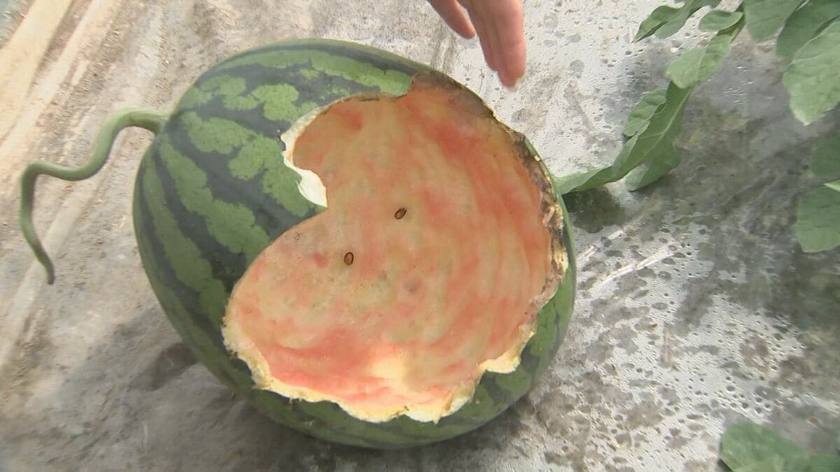 スイカ泥棒の被害を目にした農家「あぜん」…驚くほどきれいに中だけ
