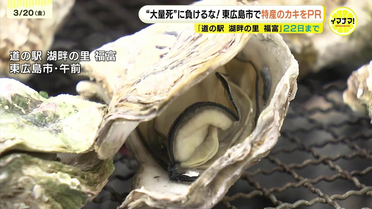 大量死”に負けるな！ 東広島市で特産のカキをPR 「道の駅 湖畔の里