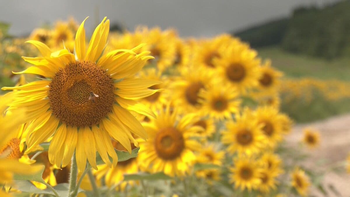 岐阜・高山市に“黄色いじゅうたん” オフシーズンのゲレンデに20万本のヒマワリ 見頃を迎える 
