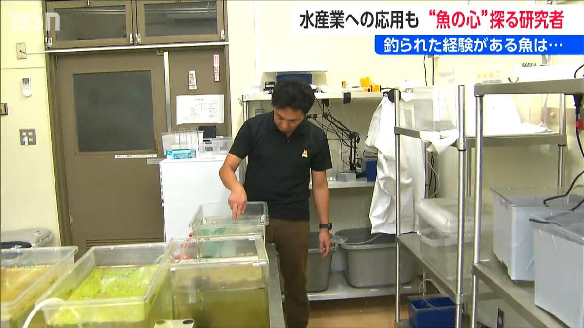魚に「心」はある？ “釣られた記憶” は2か月以上保持 新潟大学・高橋
