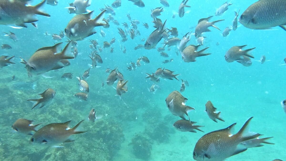 昼は魚の群れ、夜はイセエビも　海水浴だけじゃない田ノ浦ビーチの魅力　スキューバダイビングで楽しむ海の世界