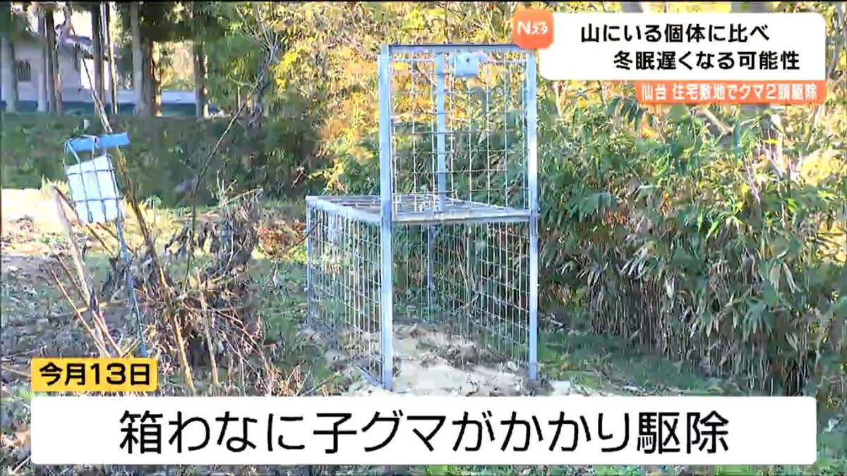 住宅の柿の木から降りられなくなったクマ「いい餌場を見つけている 