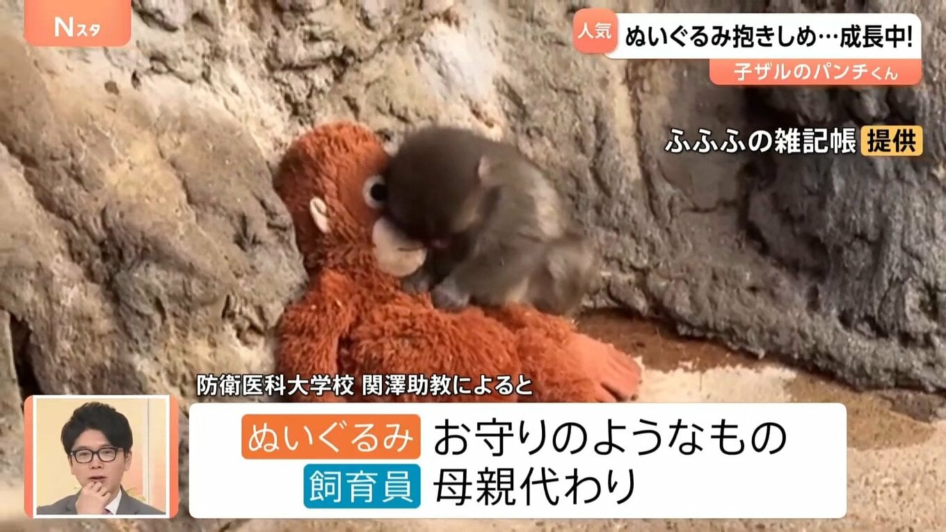 がんばれ!子ザルの「パンチくん」 ぬいぐるみの“お母ちゃん”抱きしめ群れの中で奮闘中【Nスタ解説】 | TBS NEWS DIG (3ページ)