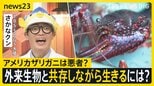 さかなクンと考える「外来種」　駆除ザリガニを“えさ”に　外来生物と共存しながら生きるには…【news23】|TBS NEWS DIG