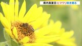 真夏日の富山県内 ヒマワリ咲き誇る 夕方には曇り 雨のところも|TBS NEWS DIG