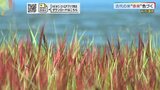 赤い稲穂が青空に映え　古代米「赤米」色づく|TBS NEWS DIG