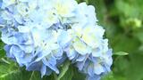 梅雨の花アジサイ<紫陽花> 本部町伊豆味で見頃を迎える | 沖縄のニュース|RBC 琉球放送