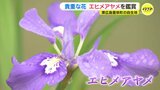 国の絶滅危惧種エヒメアヤメ　自生地で鑑賞イベント　広島･東広島市豊栄町　|　RCC NEWS | 広島ニュース | RCC中国放送