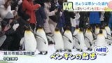 《旭山動物園》冬の名物「ペンギンの散歩」練習公開 ヨチヨチ歩く姿が人気 本番は18日から…参加するペンギンはその日の気分次第?冬場の運動不足解消などが目的 | 北海道のニュース|HBC北海道放送