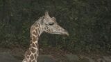 東山動植物園にオスのアミメキリン(2歳)スバルが仲間入り 繁殖見据えた全国的な計画の一環で… 長野市・茶臼山動物園からお引越し 名古屋市|TBS NEWS DIG