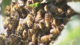 ミツバチの大群がエステサロンに出現　窓の外を勢いよく飛び回って…　約3時間後に新たな巣を探して飛び去る|TBS NEWS DIG