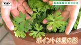 毒のある植物を見分けられる?山菜シーズン、この知識が命を救う!これまでに死に至ったケースも...似て非なる植物を見分けるポイントは?(山形) | 山形のニュース│TUYテレビユー山形