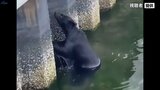 港にクマ 泳ぐ~陸へ上がり造船所に立てこもる 岩手・大槌町 町はわな設置へ|TBS NEWS DIG