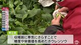 極寒で3日ぶりの収穫も良い効果も 東通村の寒締めホウレンソウ「寒立菜」 | 青森のニュース│ATV NEWS│青森テレビ