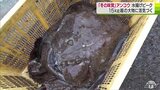 「今年は大きいですね！」漁師も納得！15㎏超の大物も！　アンコウの今季の水揚げがピーク迎える　港に活気　|　青森のニュース│ATV NEWS│青森テレビ