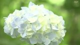 遊歩道わきに5000株…梅雨彩るアジサイ見頃 福島市の土合舘公園 福島 | 福島のニュース│TUF