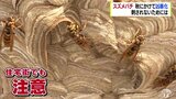 この時期に凶暴性増すスズメバチに注意を! 襲われないためには?万が一の際の対処法は? | 青森のニュース│ATV NEWS│青森テレビ