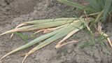 雨不足で特産「白ネギ」畑がカラカラ　砂がサラサラすぎて「畝上げ」できず農家悲鳴　”軟腐病”の発生も増加でピンチ　|　BSSニュース | BSS山陰放送