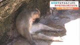 サルたちは限界?レッサーパンダは… 猛暑に動物もぐったり とべ動物園で熱中症啓発 | 愛媛のニュース - Nスタえひめ|あいテレビは6チャンネル