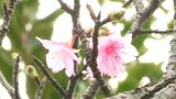 奄美市に淡いピンクの花 「ヒカンザクラ」開花宣言 平年より1日遅い発表 | 鹿児島のニュース|MBC NEWS|南日本放送