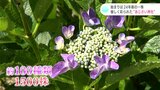 始まりは24年前の一株 優しく彩られた“あじさい神社” 御朱印帳にもアジサイ | 高知のニュース・天気|KUTV NEWS | KUTVテレビ高知
