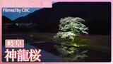 岐阜・神龍桜~名木の二世も育って40年【JNN sakuraドローンDIG 2024】 | 名古屋・愛知・岐阜・三重のニュース【CBC news】 | CBC web