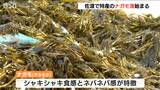 新潟市で20度超え!県内ほぼ全域で4月下旬~5月上旬の暖かさ|TBS NEWS DIG