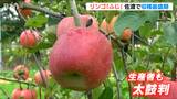 リンゴ『ふじ』収穫始まる 高温などの影響で収穫量減も、味は「おいしい」と太鼓判 新潟・佐渡市|TBS NEWS DIG