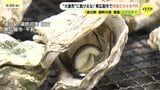 “大量死”に負けるな！　東広島市で特産のカキをPR　「道の駅 湖畔の里 福富」　２２日まで　|　RCC NEWS | 広島ニュース | RCC中国放送