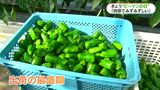 4月9日は「よいピーマンの日」　全国4位の鹿児島の産地でも出荷ピーク|TBS NEWS DIG