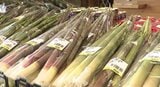 【ネマガリダケ】北信濃・初夏の味覚に異変！生産者もビックリ！！いったいナゼ？「こんなに早く出るとは…」一方「相次ぐクマの出没心配…」山菜採りの自粛も…「対策」を聞いてみた|TBS NEWS DIG