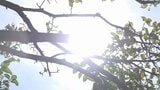 甲府の最高気温38度予想 熱中症対策の徹底を 【午前11時までの最高気温 大月34.8度、甲府33.8度】|TBS NEWS DIG