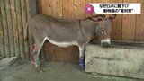 ロバに靴下?動物園の動物たちも「夏対策」 | MRTニュース | MRT宮崎放送