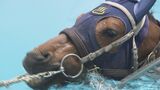 「気持ちよさそう！」競走馬がプール、そのワケは？　福島・いわき市　|　福島のニュース│TUF