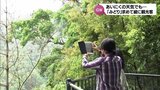 「みどりの日」綾町では家族連れなどが緑の照葉樹林を楽しむ|TBS NEWS DIG