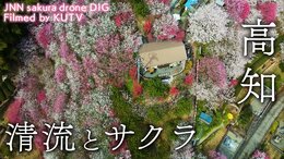 清流とサクラ 高知県仁淀川町【JNN sakuraドローンDIG】|TBS NEWS DIG