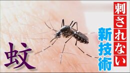 蚊が止まりたくても止まれない?画期的なクリームや飛べなくなるスプレーも 実は“最も危険な生物”の最新対策|TBS NEWS DIG