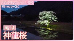 岐阜・神龍桜~名木の二世も育って40年【JNN sakuraドローンDIG 2024】|TBS NEWS DIG