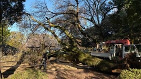 【速報】東京・世田谷区の砧公園でまた倒木　これまでにけが人は確認されておらず　公園の管理事務所　先月も高さ10ｍ以上の桜が…倒木相次ぐ|TBS NEWS DIG