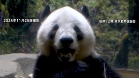 もうすぐ「お別れ」上野の双子パンダ「シャオシャオ」「レイレイ」　返還発表からはじめての週末は早朝から大行列　来週からは事前予約制・その後は抽選制に|TBS NEWS DIG