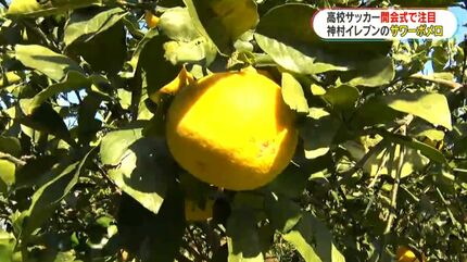 神村学園が運んだ“サワーポメロ旋風” 国立の舞台に立った特産品 初優勝