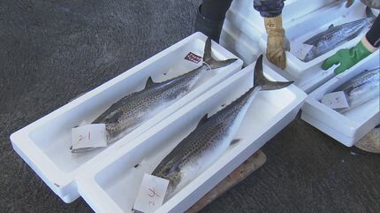 今年豊漁のサワラから厳選 水揚げされた1307本のうち81本だけを