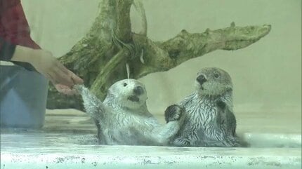 ラッコ Amazonでも予約開始時から話題に！発売前に重版決定した『ラッコBOOK