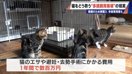 最悪の現場。今から亡くなっている子を探す｣ 猫の多頭飼育崩壊… 30匹