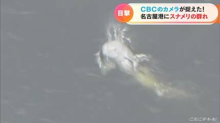 名古屋港で泳ぐスナメリの姿をとらえた！「この時期にこれだけの数が