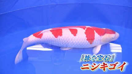 泳ぐ宝石「錦鯉」専門業者が解説する人気ポイントは『フットボール体形