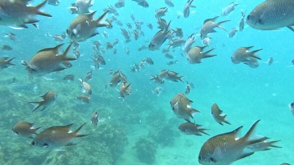 昼は魚の群れ、夜はイセエビも　海水浴だけじゃない田ノ浦ビーチの魅力　スキューバダイビングで楽しむ海の世界　|　大分のニュース｜OBS NEWS｜大分放送