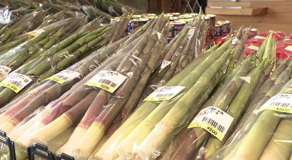 【ネマガリダケ】北信濃・初夏の味覚に異変！生産者もビックリ！！いったいナゼ？「こんなに早く出るとは…」一方「相次ぐクマの出没心配…」山菜採りの自粛も…「対策」を聞いてみた　|　SBC NEWS | 長野のニュース | SBC信越放送